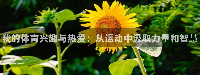 3377体育官方正版app神州：我的体育兴趣与热爱：
